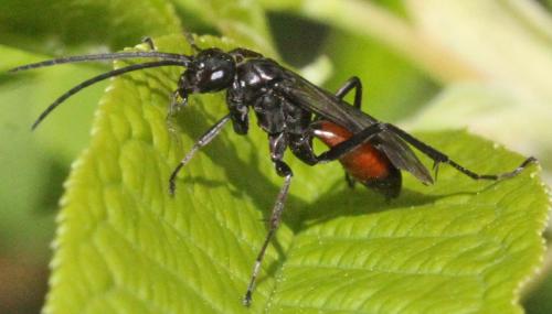 Priocnemis sp.